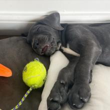 Puppies for sale other breed - Azerbaijan, Lankaran