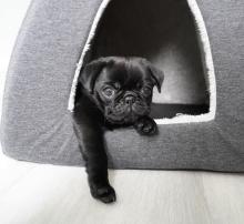 Puppies for sale pug - Luxembourg, Luxembourg