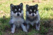 Puppies for sale , pomsky - Latvia, Jekabpils