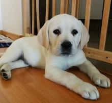 Puppies for sale labrador - Ireland, Dublin