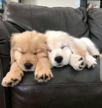 Puppies for sale golden retriever - Canada, Nunavut