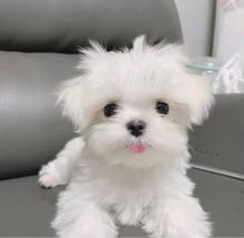 Puppies for sale maltese - Poland, Opole