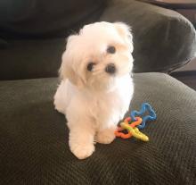 Puppies for sale maltese - Poland, Piast