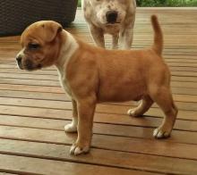 Puppies for sale staffordshire bull terrier - Austria, Vienna. Price 10 €