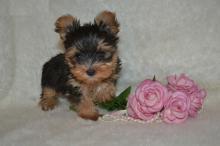 Puppies for sale yorkshire terrier - Bulgaria, Sliven