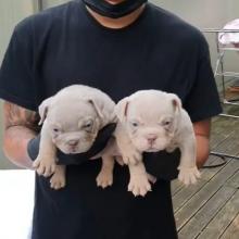 Puppies for sale american pit-bull terrier - Germany, Zwickau