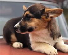 Puppies for sale , pembroke welsh corgi - Canada, Nova Scotia