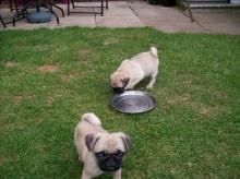 Puppies for sale pug - Austria, Vienna. Price 10 €