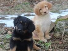 Puppies for sale , hovawart - United Kingdom, Preston
