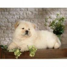 Puppies for sale chow chow - Austria, Vienna. Price 12 €