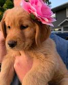 Puppies for sale golden retriever - Ireland, Cork