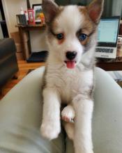 Puppies for sale , pomsky puppies - Ukraine, Nikolaev
