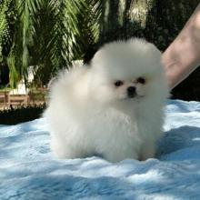 Puppies for sale pomeranian spitz - Finland, Helsinki. Price 150 €