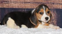 Puppies for sale beagle - Spain, Bilbao