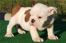 Продам щенка english bulldog - Ireland, Dublin
