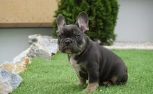 Puppies for sale french bulldog - Ireland, Cork