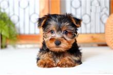 Puppies for sale yorkshire terrier - France, Paris