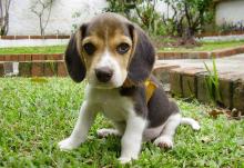 Puppies for sale , beagle - Latvia, Riga