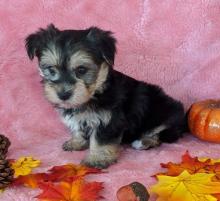 Puppies for sale other breed, morkie puppies - Ireland, Cork. Price 190 €