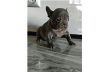 Puppies for sale french bulldog - Czech Republic, Cheb