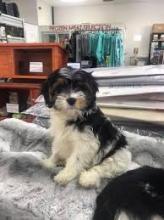 Puppies for sale lowchen - Portugal, Braga. Price 10 €