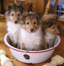 Puppies for sale sheltie (shetland sheepdog) - Germany, Braunschweig. Price 12 €