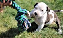 Puppies for sale american bulldog - Netherlands, Bergen aan Zee