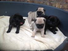 Puppies for sale pug - Ireland, Greystones