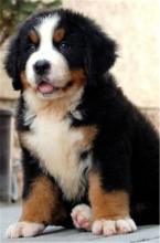 Puppies for sale bernese mountain dog - Poland, Warsaw. Price 10 €