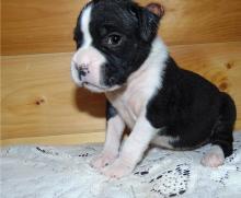 Puppies for sale boxer - Canada, Ontario, Kitchener
