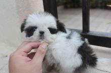 Puppies for sale shih tzu - Cyprus, Paphos