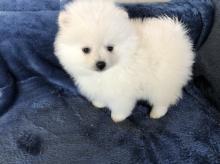Puppies for sale , pomeranian - Slovakia, Luhacovice