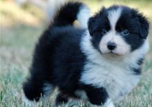 Puppies for sale border collie - Slovakia, Brno. Price 11 €