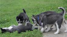 Puppies for sale , siberian husky - Denmark, Kopenagen
