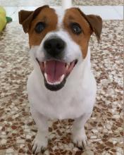 Puppies for sale jack russell terrier - Spain, Merida