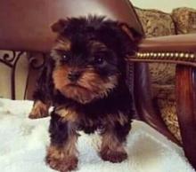 Puppies for sale , yorkie - Netherlands, Borne