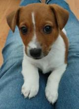 Puppies for sale jack russell terrier - Armenia, Vanadzor