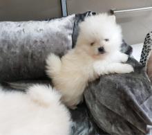 Puppies for sale pomeranian spitz - Luxembourg, Luxembourg. Price 250 €