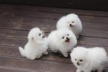 Puppies for sale pomeranian spitz - Estonia, Kohtla-Jarve