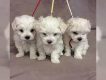 Puppies for sale maltese - Luxembourg, Luxembourg. Price 250 €