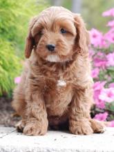 Puppies for sale , cockapoo - USA, Kansas