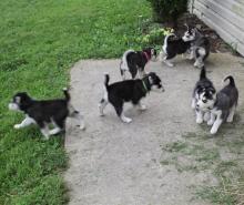 Puppies for sale , siberian husky - Lithuania, Kupiskis
