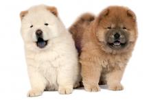 Puppies for sale chow chow - Austria, Vienna