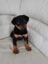 Puppies for sale rottweiler - Moldova, Bender