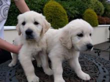 Puppies for sale golden retriever - Estonia, Kohtla-Jarve
