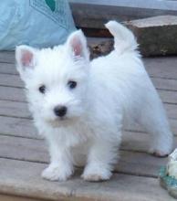 Puppies for sale chow chow - Ireland, Dublin. Price 11 €