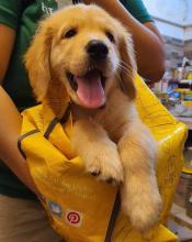 Puppies for sale golden retriever - United Kingdom, Dundee