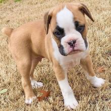 Puppies for sale , boxer - Germany, Augsburg