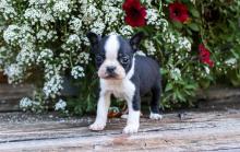 Puppies for sale boston terrier - United Kingdom, London