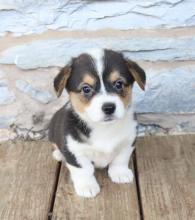 Puppies for sale , welsh corgi - United Kingdom, Birkenhead